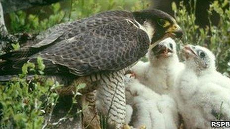 Peregrine falcon feeding chicks Photo: Chris Gomersall (Rspb-images.com)