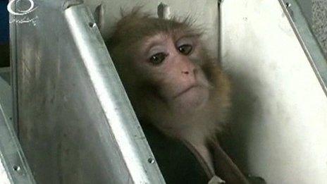 Library images of monkey on state television in January 2013, when Iran claims it first sent a simian successfully into space