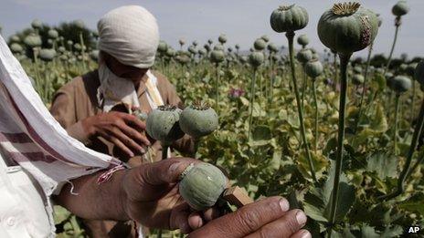 Afghan farmers collect raw opium in Kabul