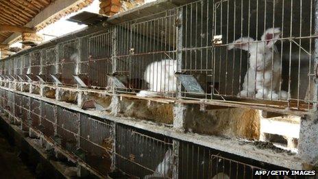 Angora rabbits