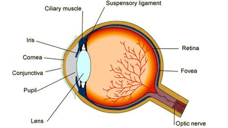 Human eye