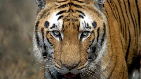 Indian Bengal Tiger