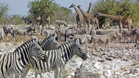 A watering hole in Africa