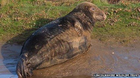 Male grey seal