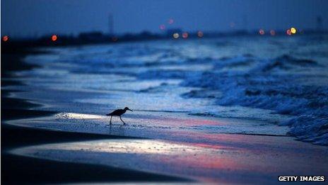 A beach in the Gulf of Mexico