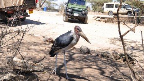 Marabou stork in Serengeti, Tanzania