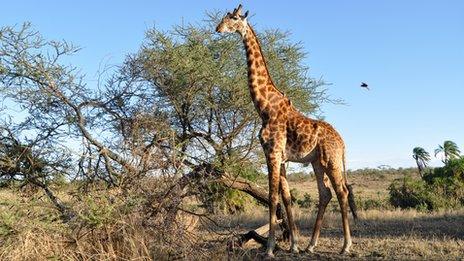 Giraffe in Serengeti