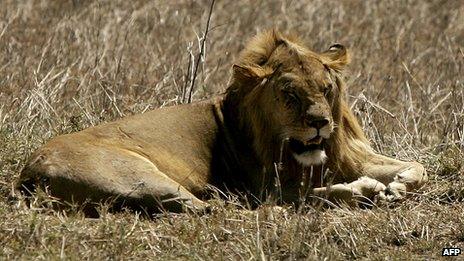 Lion in the Serengeti national park, Tanzania