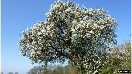 Ancient pear tree, South Cubbington