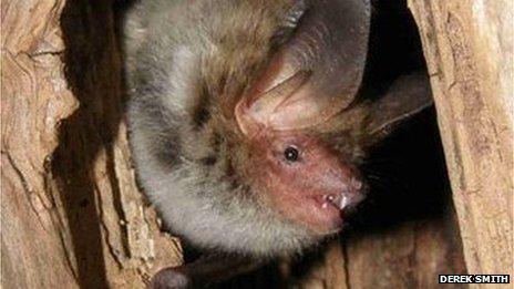 Bechstein's Bat