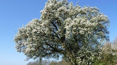 Ancient pear tree, South Cubbington