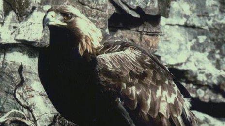 Golden eagle generic