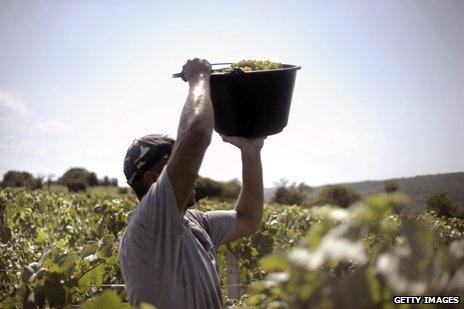 Grape-picker holding grapes aloft