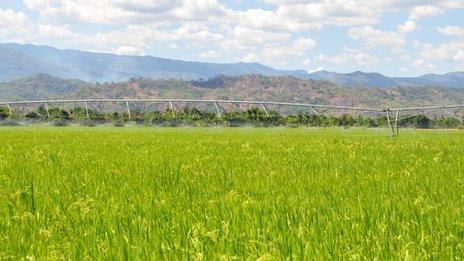 Spraying a rice field in Tanzania