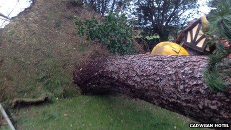 Tree fallen at Cadwgan Hotel