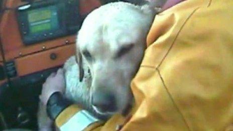 Dog being rescued by lifeboat crew