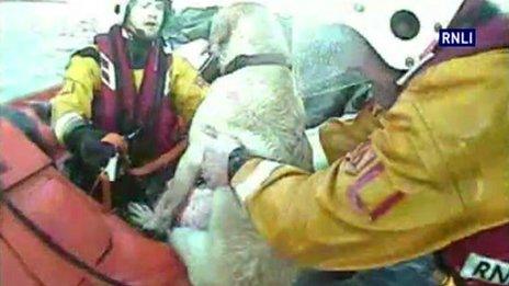 Dog being rescued by lifeboat crew