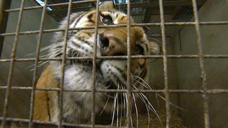 Tiger at Dartmoor Zoo