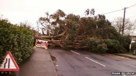 Fallen tree in Wivenhoe Road, Colchester