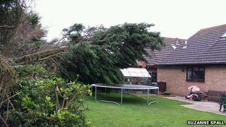 Tree fallen in garden