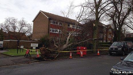 Fallen tree