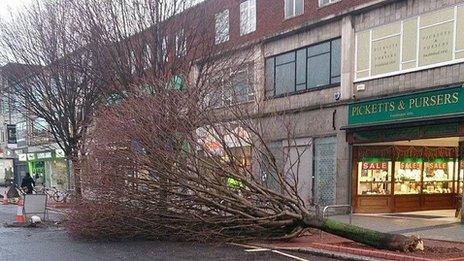 Tree in Southampton City Centre