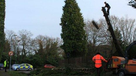 Dangerous tree being felled