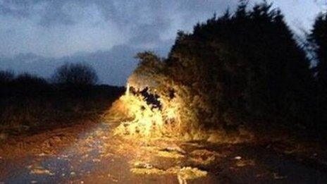 Fallen tree at Llandegla in Denbighshire