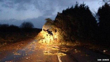 Fallen tree at Llandegla in Denbighshire