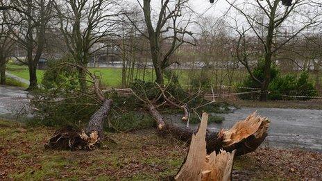 Fallen trees