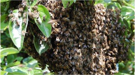 Honeybees in Guernsey