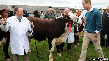 Prince William looks at cattle during his visit to the Anglesey agricultural show in August 2013