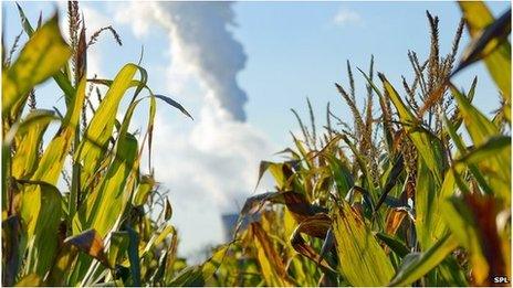 India corn