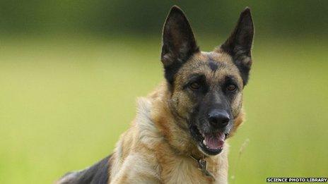 Close up of a dog in a field