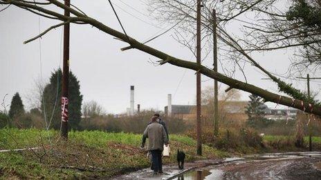 Tree on power lines