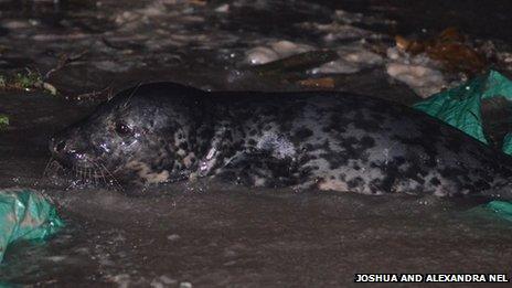 Seal in Seaton beach cafe car park