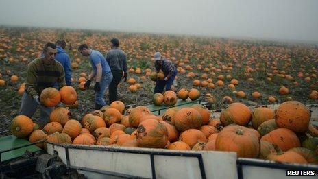 Agricultural workers harvesting pumpkins in Spalding