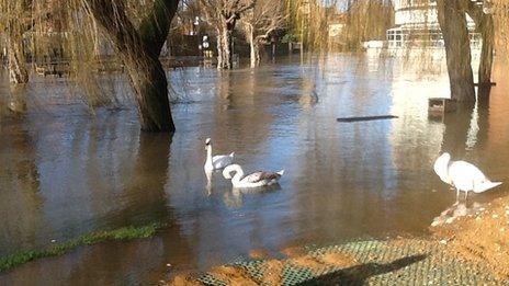 Swans on the flooded River Wey on Thursday