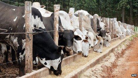 Cattle in Brazil