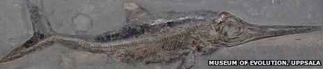 Ichthyosaur