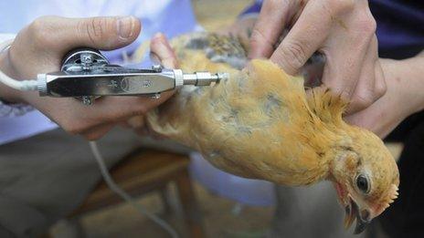 Bird being given H5N1 bird flu vaccine in Shangsi county, China. April 2013