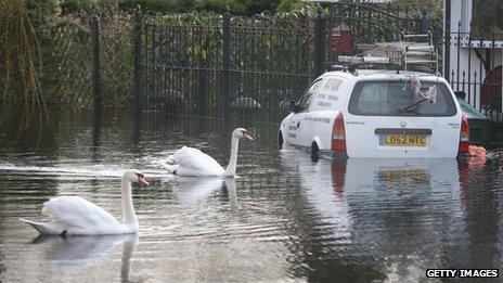 Two swans swim past a van in floodwater