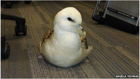 Rescued Fulmar sat in the Chesil Beach office preening while it was waiting to be collected for rehabilitation Angela Thomas