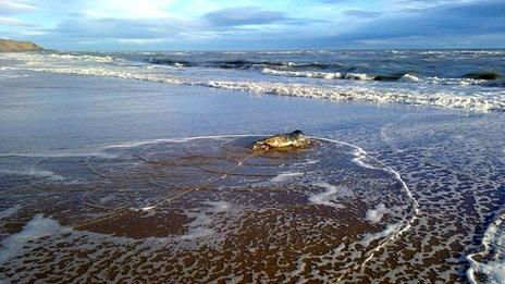 Seal returns to sea