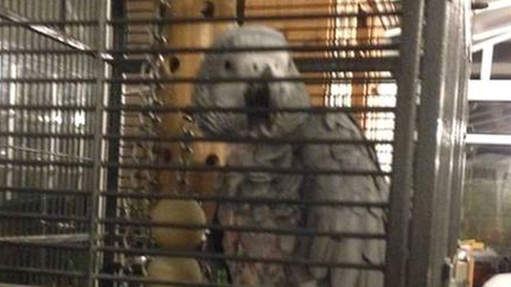 The stolen African Grey called Jak