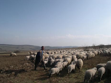 Shepherd driving sheep