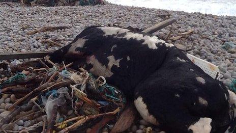 Dead cow washed up on Chesil Beach