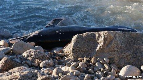 Dead dolphin/porpoise found on Chesil Beach