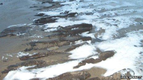 The remains of the forest uncovered at Newgale. Pembrokeshire