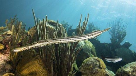 A trumpetfish and a parrotfish swim around coral at the Sargasso Sea, near Bermuda island